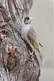 Noisy Miner